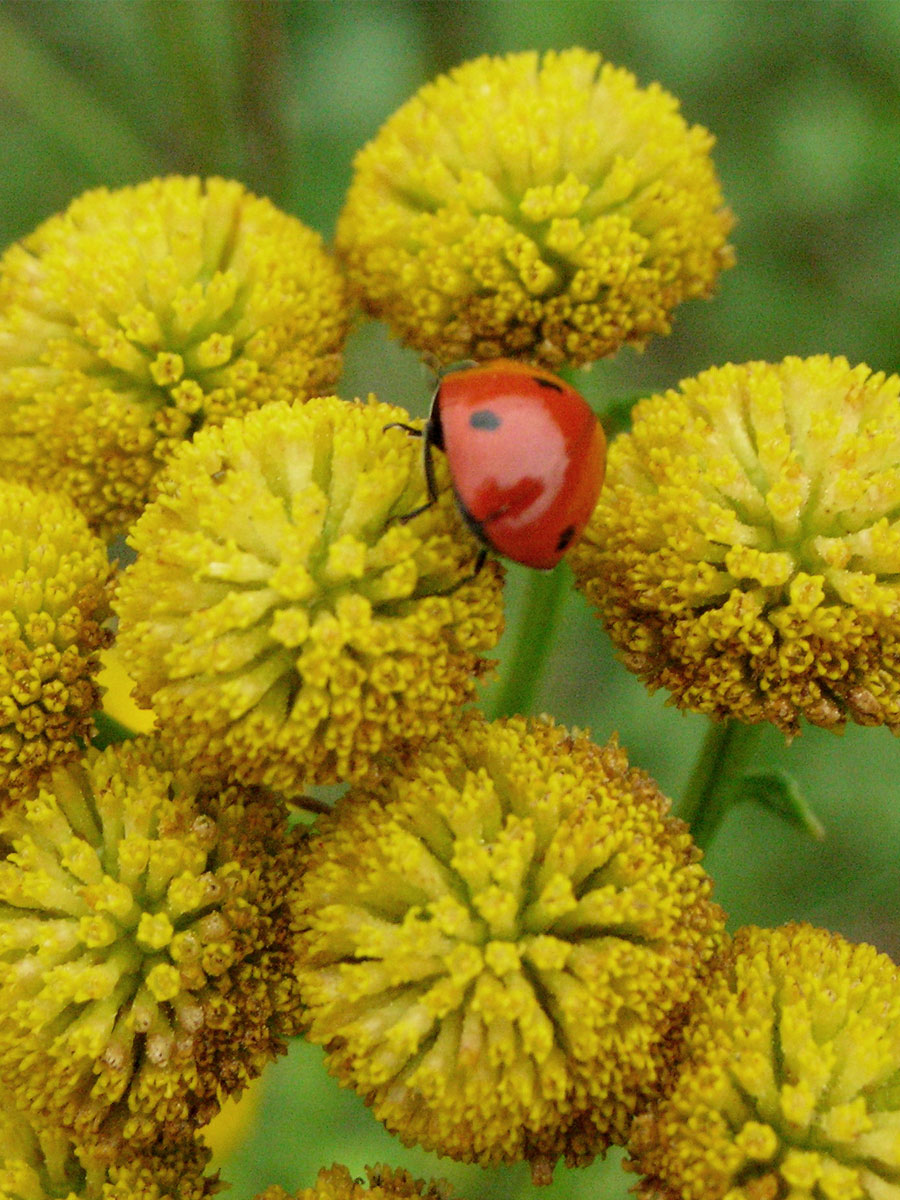 coccinella