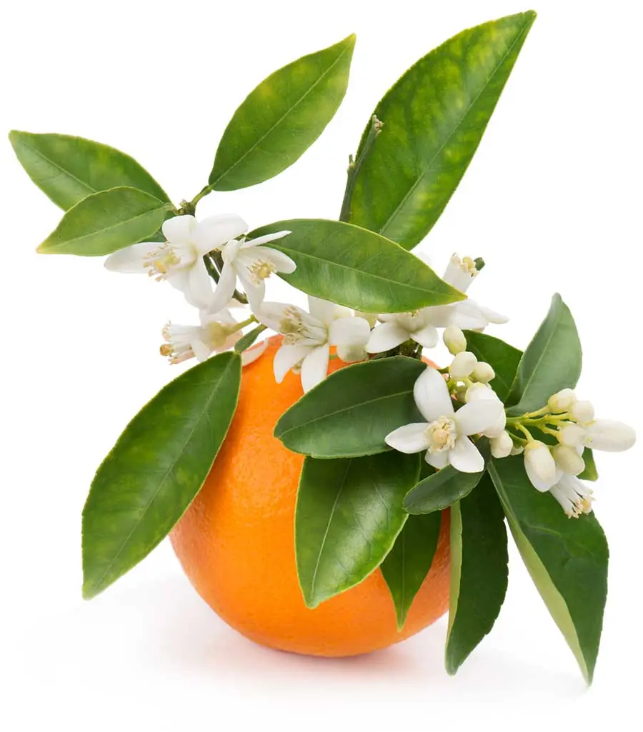 arancio